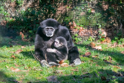 Zeldzame geboorte in Ouwehands: withandgibbonjong maakt het goed