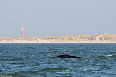 Magische Kerst! Bultrug met ‘fontein’ gespot bij Egmond aan Zee: ‘Hij is heel goed te zien’