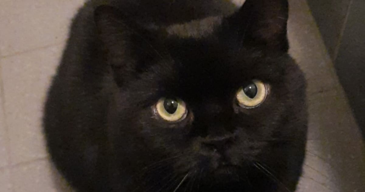 Heb jij Minoes gezien? Dit huisdier wordt in Berg en Dal vermist