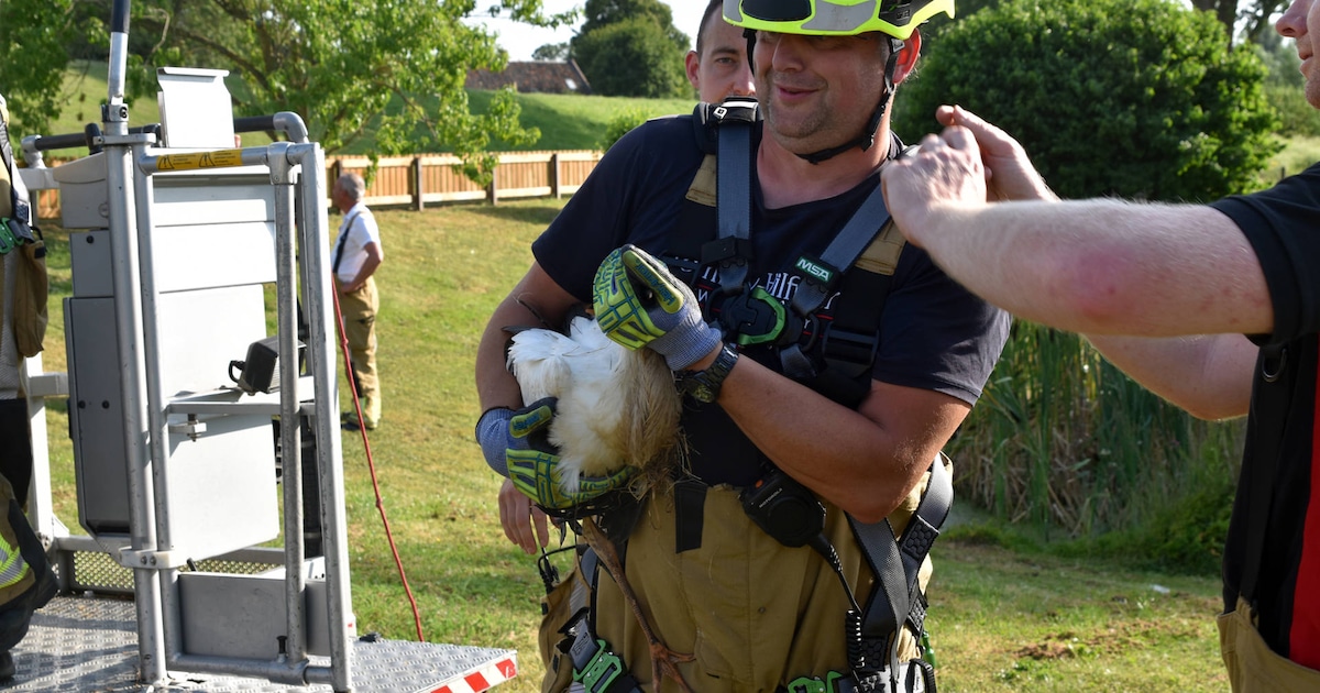 De brandweer rukte uit om de ooievaar te helpen. © Hans Verbeek / Meesters Multi Media