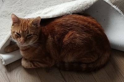 Heb jij Azraël gezien? Dit huisdier wordt in Aalten vermist