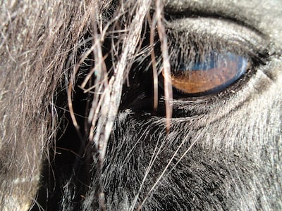 IJslandse paarden zoeken in Nationaal Park Veluwezoom