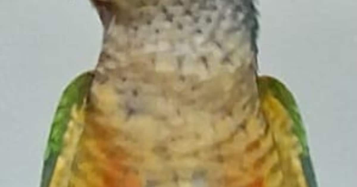 Heb jij Kizzy gezien? Dit huisdier wordt in Doesburg vermist