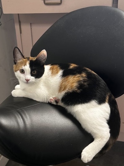 Heb jij Pippi gezien? Dit huisdier wordt in Ede vermist