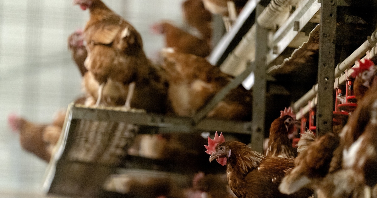 Vogelgriep vastgesteld in grensgebied Duitsland, vervoersverbod voor Venlo