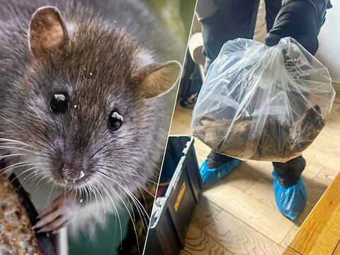 Mensen doen al eeuwen moeite de rat te verjagen, zonder veel resultaat.