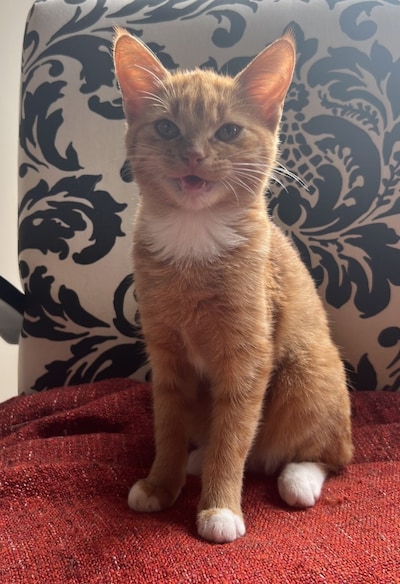 Heb jij Moussaka gezien? Dit huisdier wordt in Renkum vermist