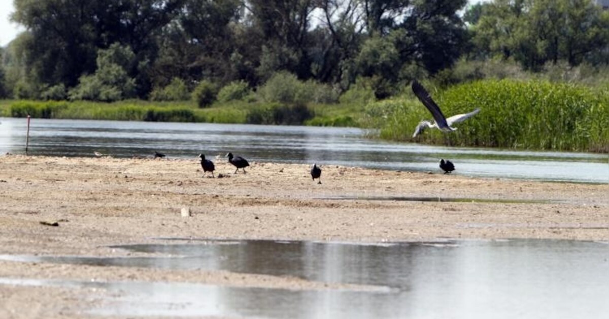 Waterstand Rijn blijft zorgelijk | Arnhem | De Gelderlander.nl