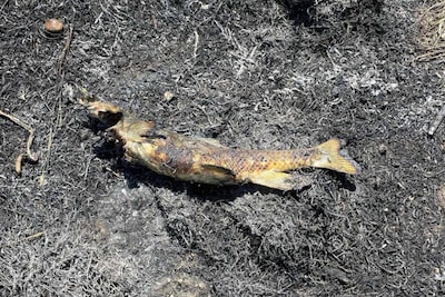 Vis valt uit de lucht en zet natuur in de fik, ongeloof bij Canadese brandweer