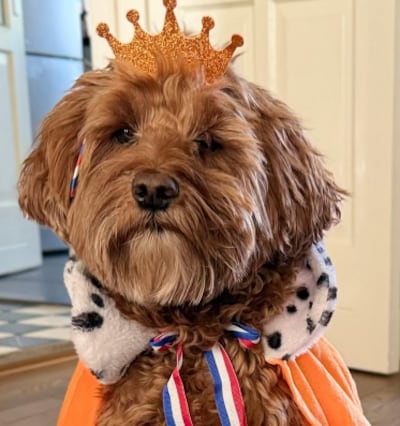 Mariska ziet alles door een oranje bril en Leco heeft een koninklijke hond
