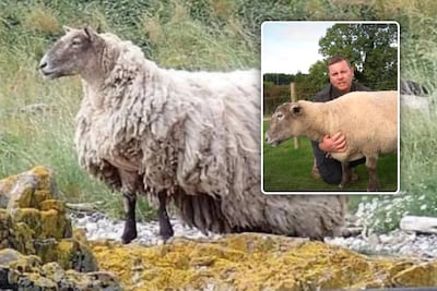 ‘Eenzaamste schaap’ na zware redding van Schotse klif zwanger van tweeling