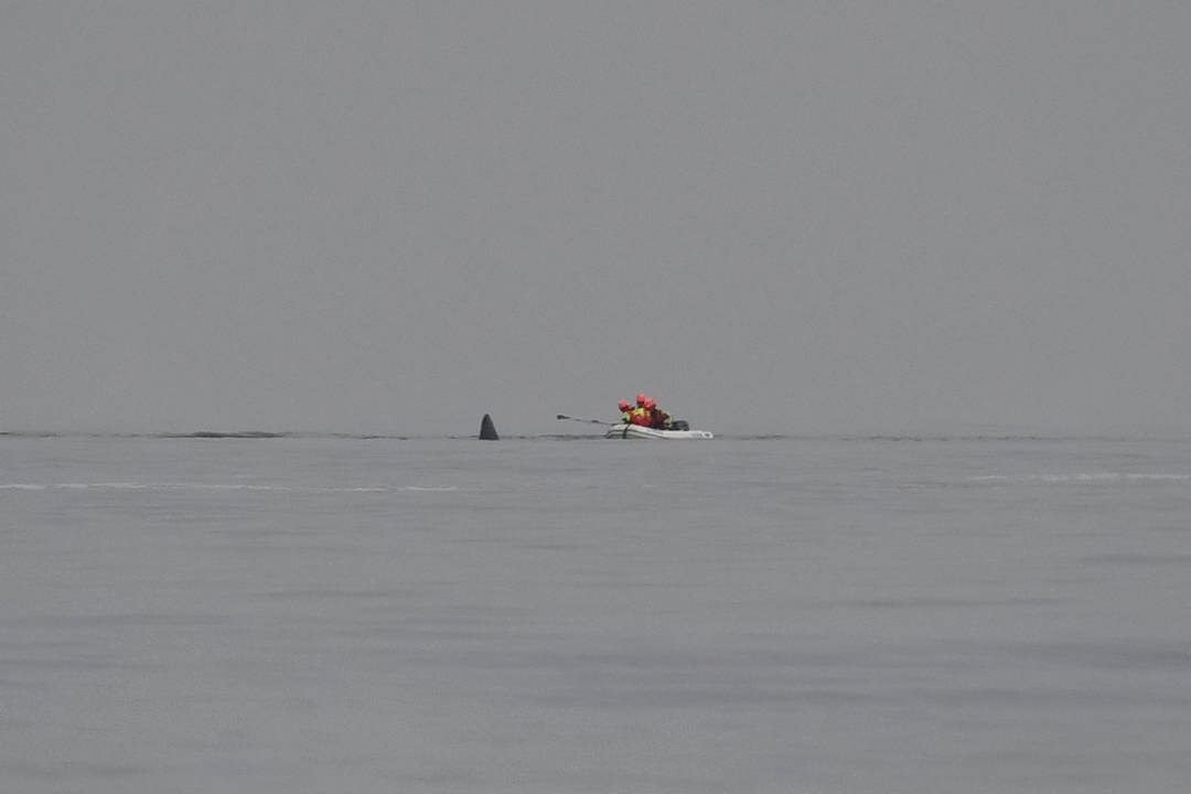 Dode potvis aangespoeld voor kust van Zeeland: ‘Dit soort walvissen in de Noordzee is altijd slecht nieuws’