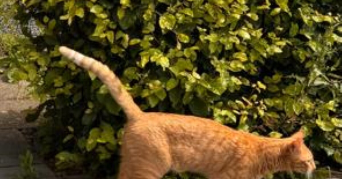 Heb jij Sjef of Mus gezien? Deze twee huisdieren worden in Culemborg vermist