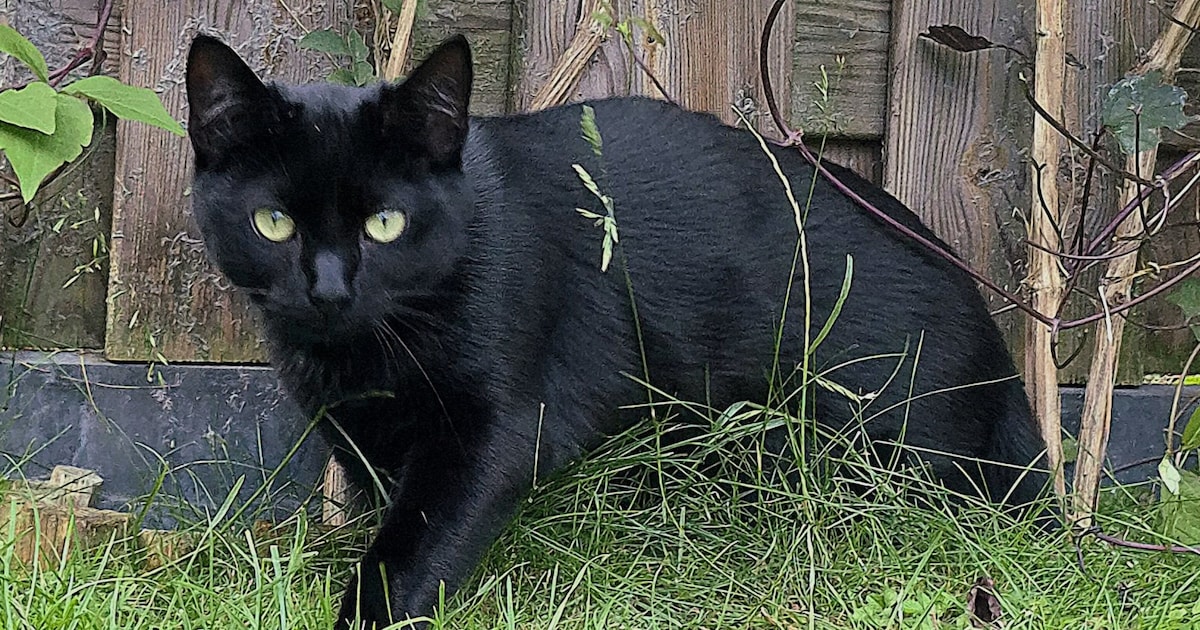 Heb jij Jip gezien? Dit huisdier wordt in Westervoort vermist