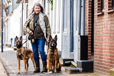 Pup Storm vindt vermiste hond Harrie terug: ‘Ik hield hem de riem voor en zei: zoek!’
