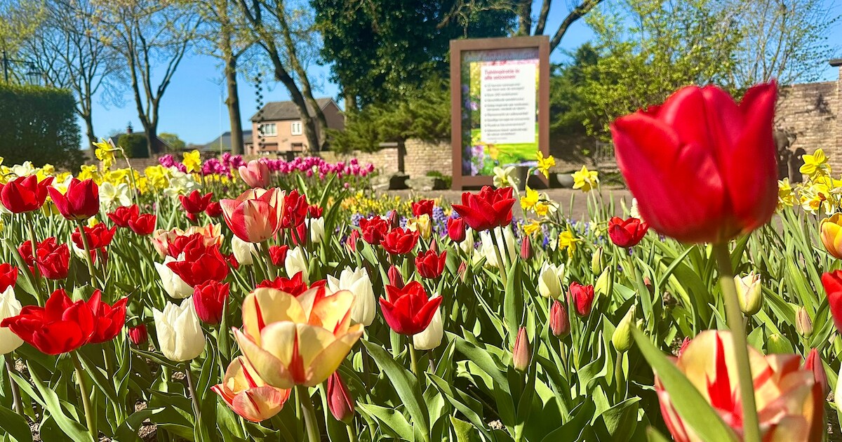 Eerste Tulpenfeest in Bloemenpark Appeltern | West Maas en Waal | De ...