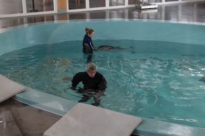 Weer bruinvissen gestrand: Geesje en Coco kunnen niet zelfstandig meer zwemmen en krijgen dus hulp