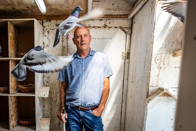 Ad herkent al zijn 200 duiven aan hun gezichtsuitdrukking: ‘Jij houdt je vader en moeder toch ook uit elkaar?’