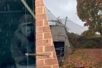 ‘Urban explorers’ leggen eenzame gorilla’s vast in gesloten Britse dierentuin