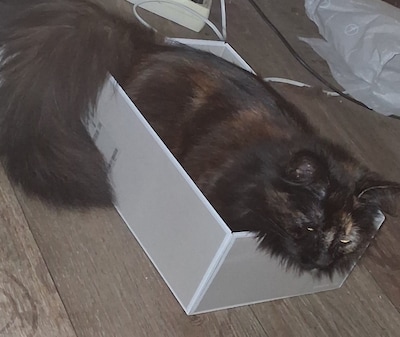 Heb jij Clyde, Kitty of Gizmo gezien? Deze drie huisdieren worden in Winterswijk vermist
