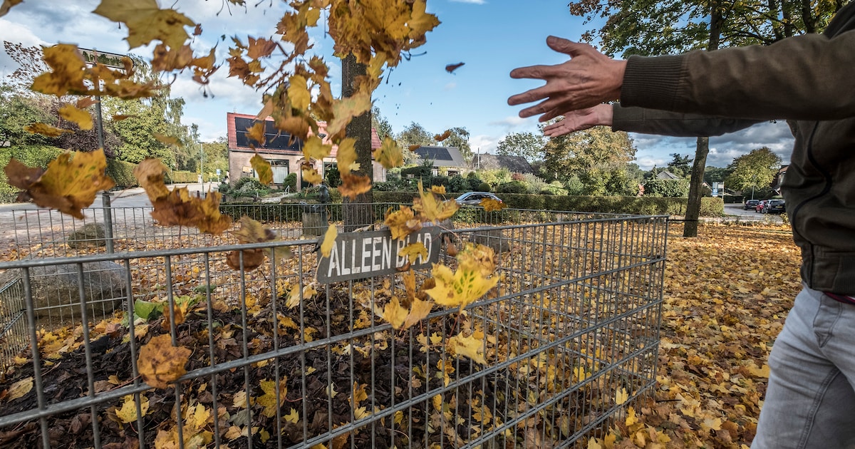 Bladkorven komen terug in Scherpenzeel
