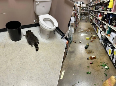 Ravage door ‘dronken’ wasbeer in slijterij VS: ‘Hij lag uitgeteld naast de wc’