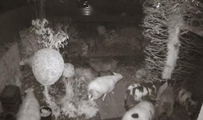 Jacks moeder heeft onbekende indringers in haar voortuin, signalement is bekend: wit, gevlekt, bruin