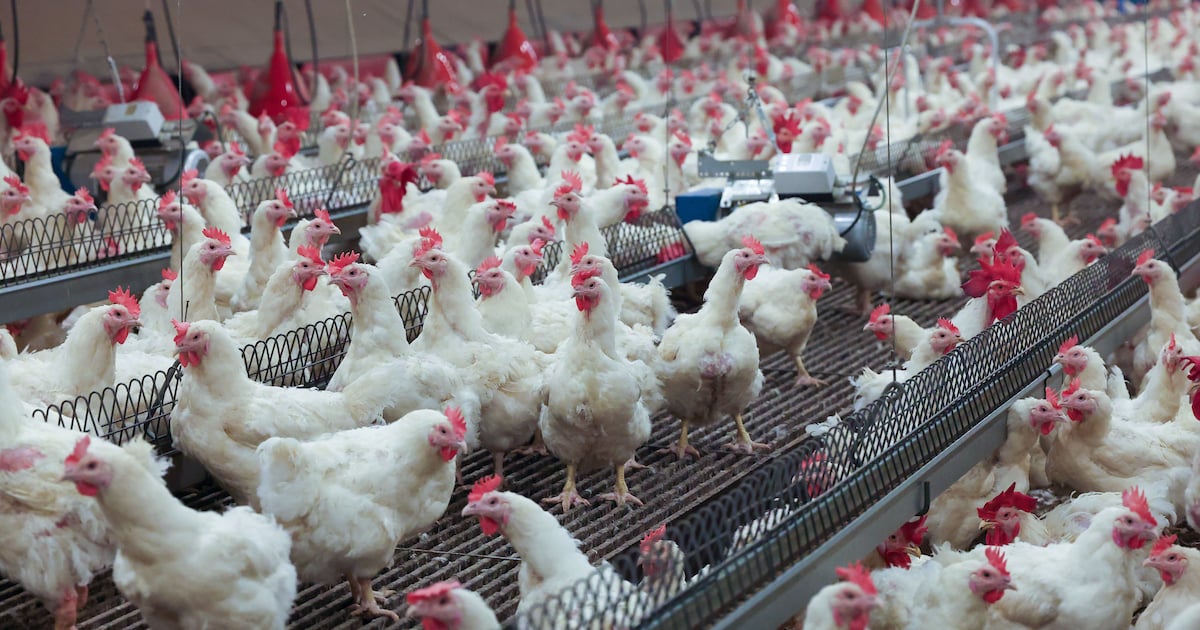 Vogelgriep treft boerderij met 44.000 kippen: 10 kilometer rondom deze plaats mogen geen vogels of e
