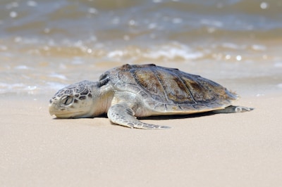 Een emotioneel afscheid in Wales: zeldzame zeeschildpad Rhossi begint aan reis van 8000 kilometer naar huis