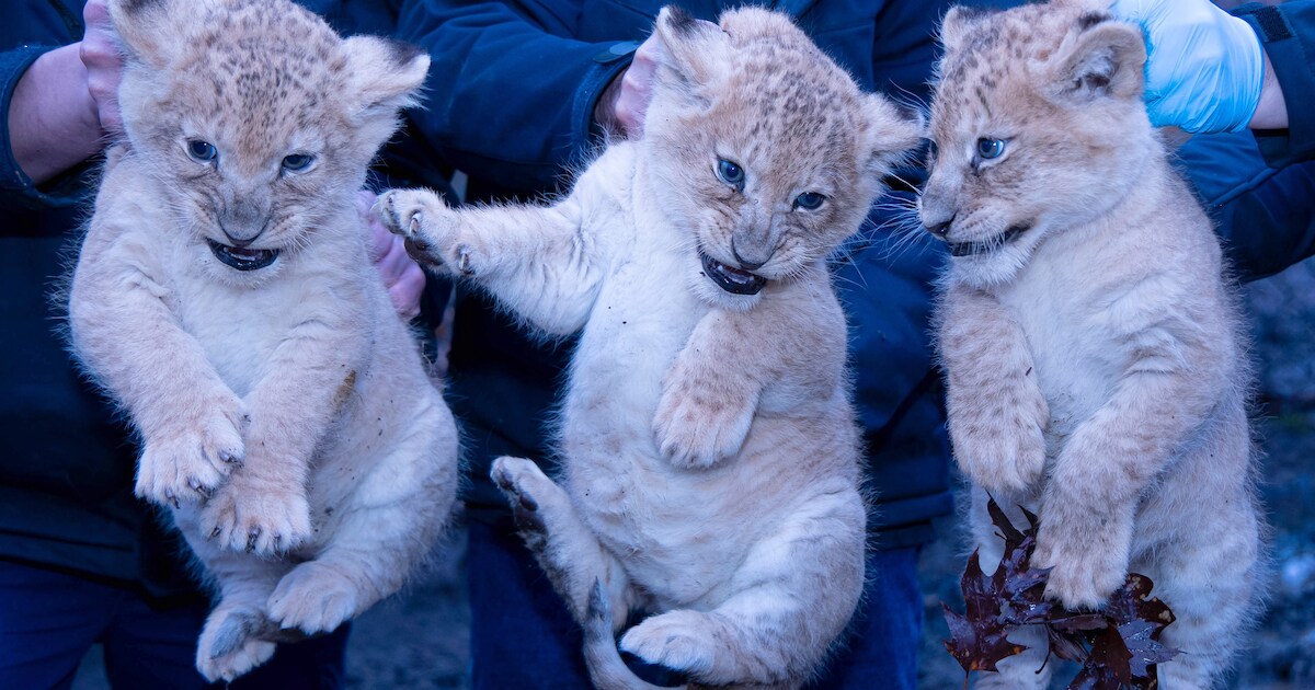Burgers’ Zoo toont nieuwe foto van kerngezonde leeuwenwelpjes: ‘Precies ...