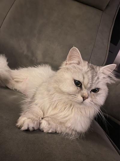 Heb jij Daisy, Saartje of Henk gezien? Deze drie huisdieren worden in Utrechtse Heuvelrug vermist
