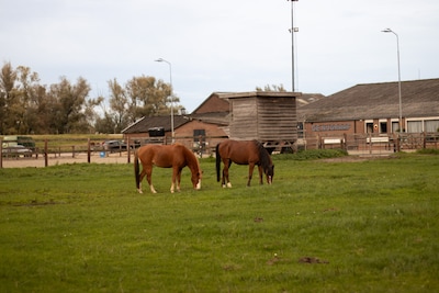 Open dag bij Manege Ten Bosch in Westervoort