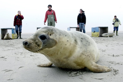 Zeehondenpopulatie zal niet lijden onder sluiting Pieterburen, maar andere functie gaat wel verloren