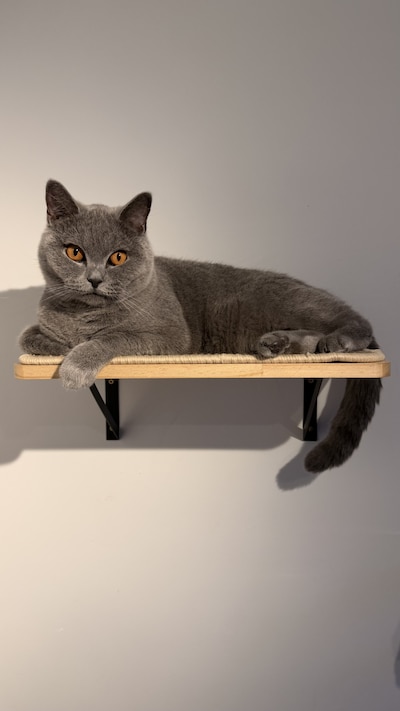Heb jij Yumé Lima of Mici gezien? Deze twee huisdieren worden in Beuningen vermist