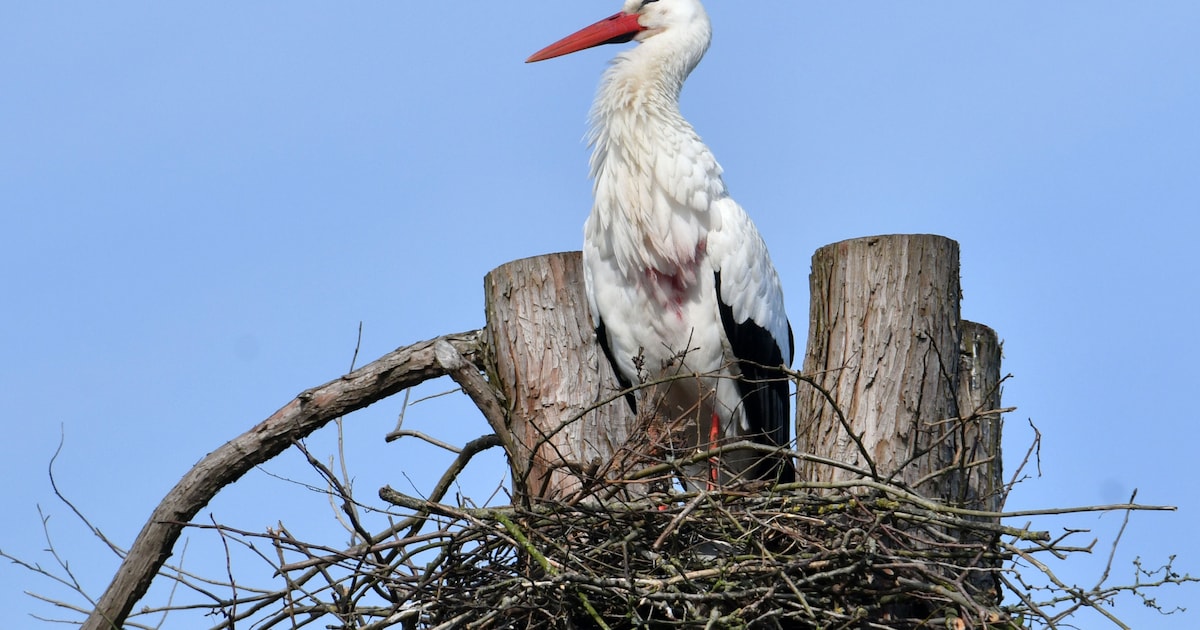 Ooievaarsnest in hoogste boom Milsbeek