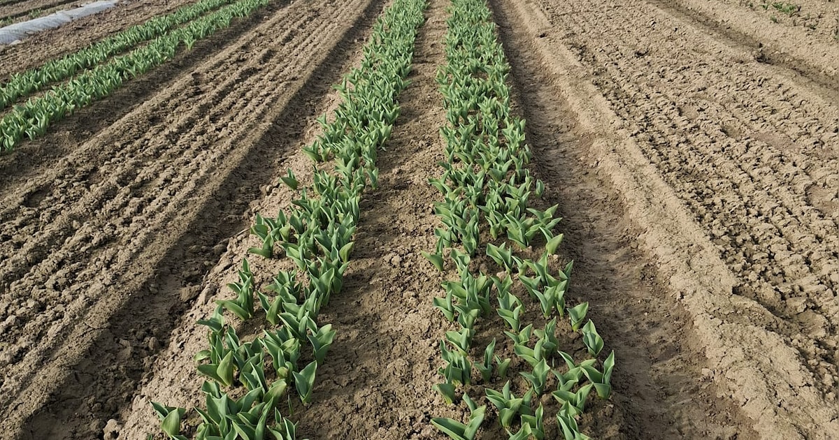 Bollenboer Rob wilde stoppen en naar Duitsland verkassen, maar dat liep anders: eind maart opent hij