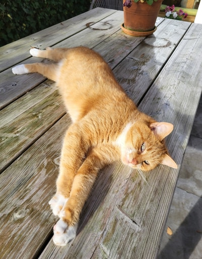 Heb jij Mochi, Fosje of Amara gezien? Deze zeven huisdieren worden in Arnhem vermist