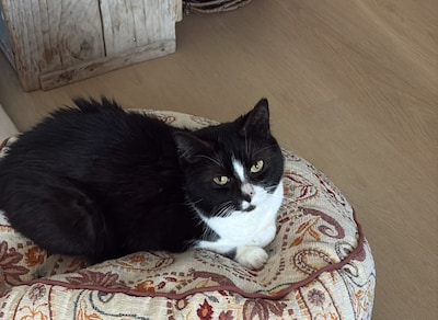 Heb jij Lara gezien? Dit huisdier wordt in Overbetuwe vermist