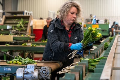 Nederlandse landbouwexport stijgt met ruim 8 procent, Duitsland blijft belangrijkste afnemer