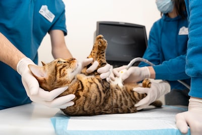Dierenziekenhuis zet fysio al na 4 maanden bij grofvuil zonder vergunning, en betaalt nu een hoge prijs