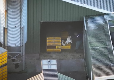 Verborgen camerabeelden brengen misstanden aan het licht: duizenden euro’s boete in eendensector