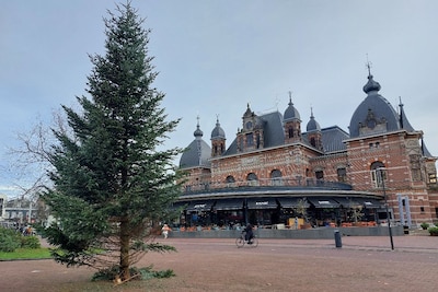 De grote kerstboom bij Musis verdwijnt begin januari: dit gebeurt er daarna mee