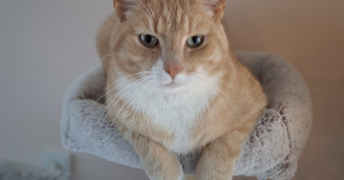 Heb jij Thora of Rocco gezien? Deze twee huisdieren worden in Nijmegen vermist