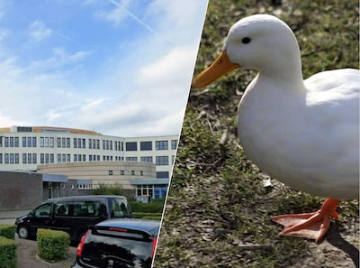 Rector denkt eerst aan grap, maar nu is het serieus: ‘Ik wil vooral dat die eend terugkomt’