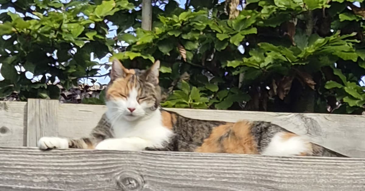 Heb jij Noor gezien? Dit huisdier wordt in Bernheze vermist