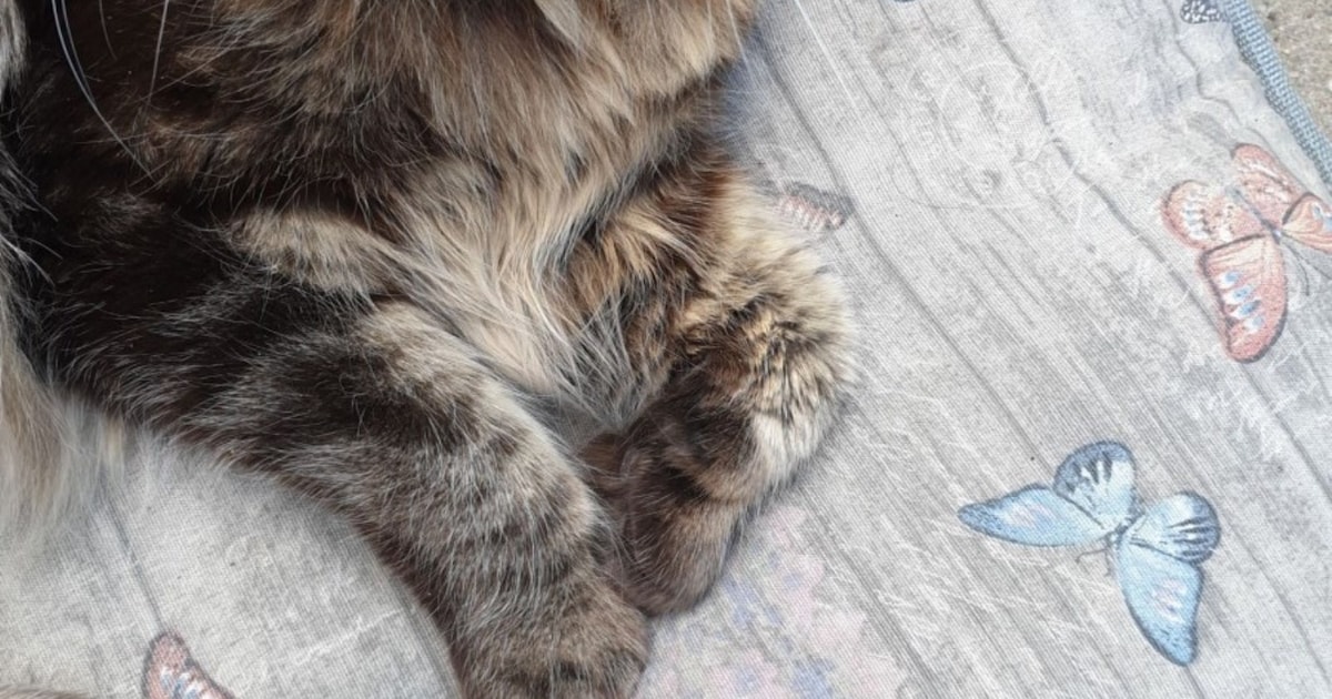 Heb jij Shiela gezien? Dit huisdier wordt in Rhenen vermist