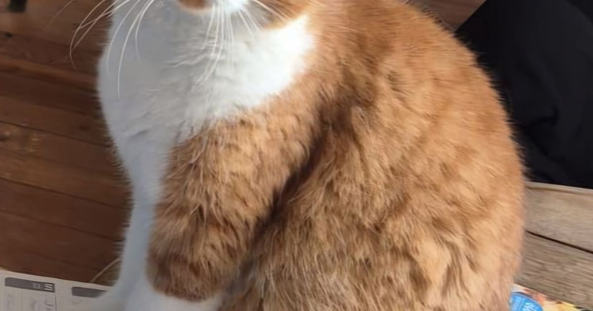 Heb jij Tijgetje gezien? Dit huisdier wordt in Heumen vermist