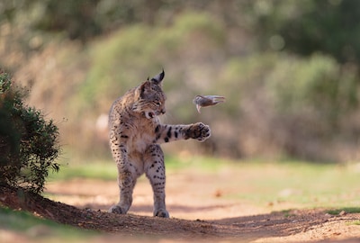 Oostenrijkse fotograaf vangt uniek moment van jonge Iberische lynx met prooi