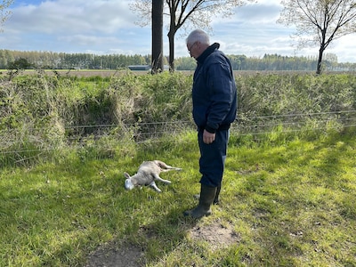 Tien schapen gedood bij boer: ‘De wolf heeft de smaak te pakken hier in de Achterhoek’