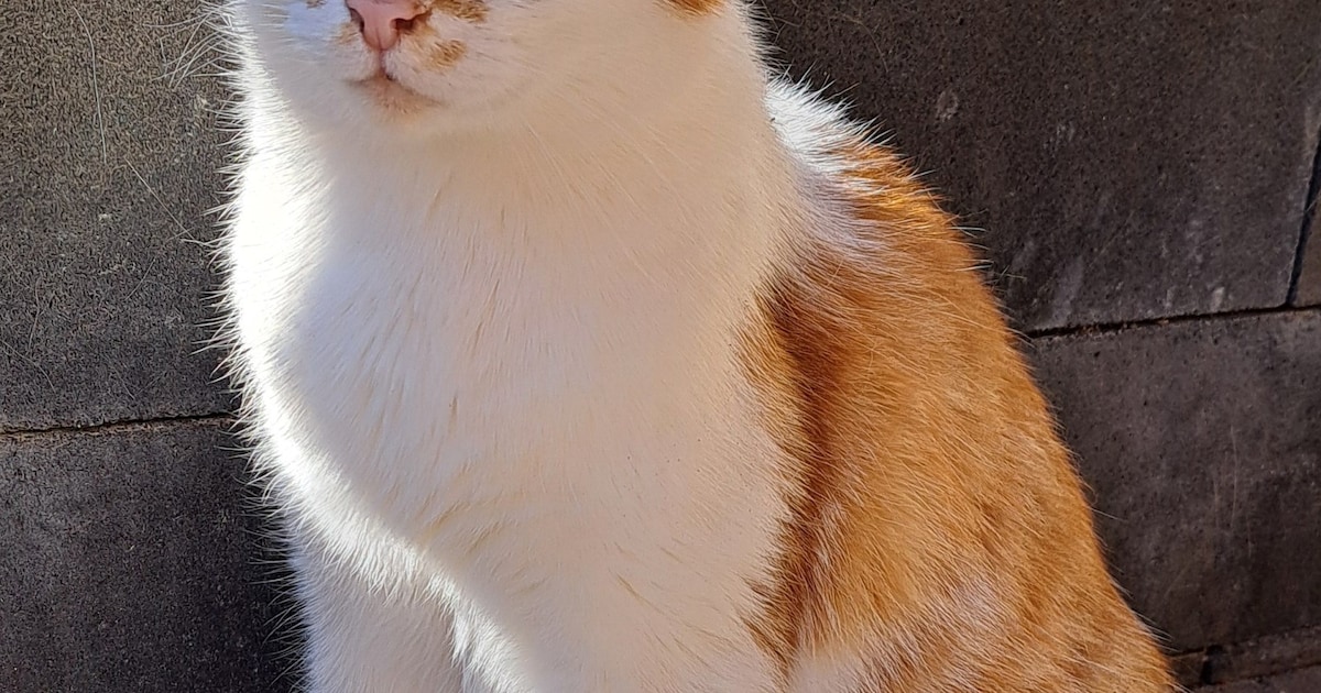 Heb jij Binki gezien? Dit huisdier wordt in Rhenen vermist